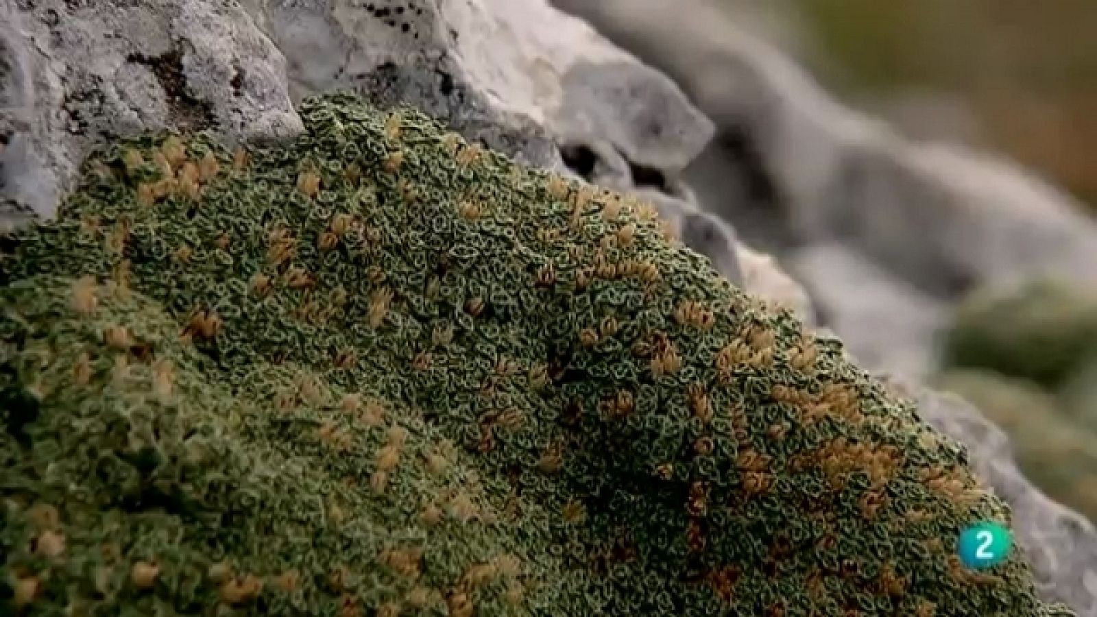 Biodiario - 13/07/11 - Ver ahora