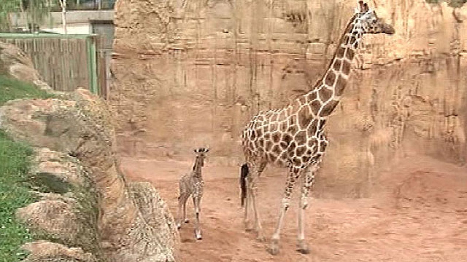 Nace una cría de jirafa en Valencia