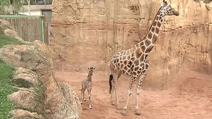 La mañana - Nace una cría de jirafa