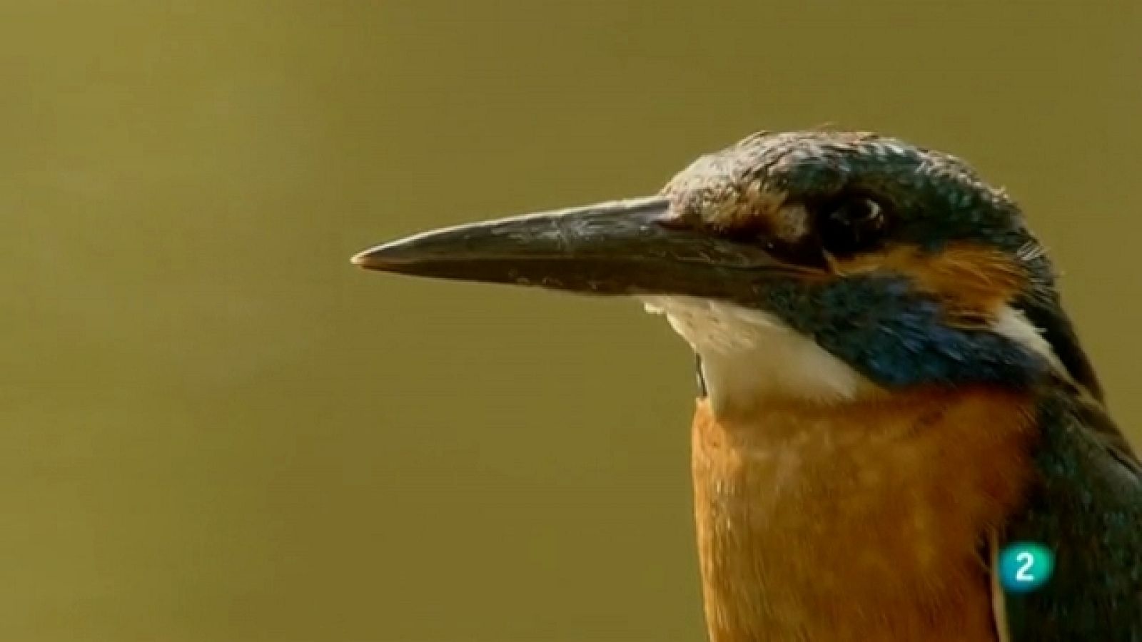 Biodiario - 15/07/11 - Ver ahora