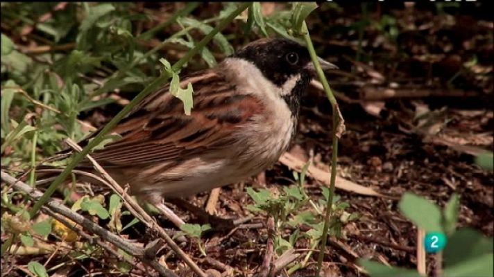 Biodiario - Biodiario - 19/07/11