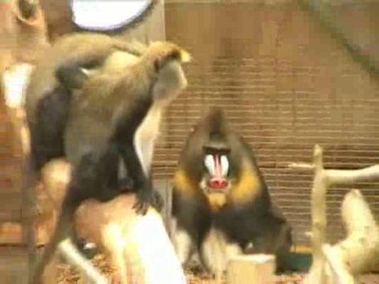 Ciencia y tecnología en Rtve.es - Un mandril usando una rama para limpiarse los pies