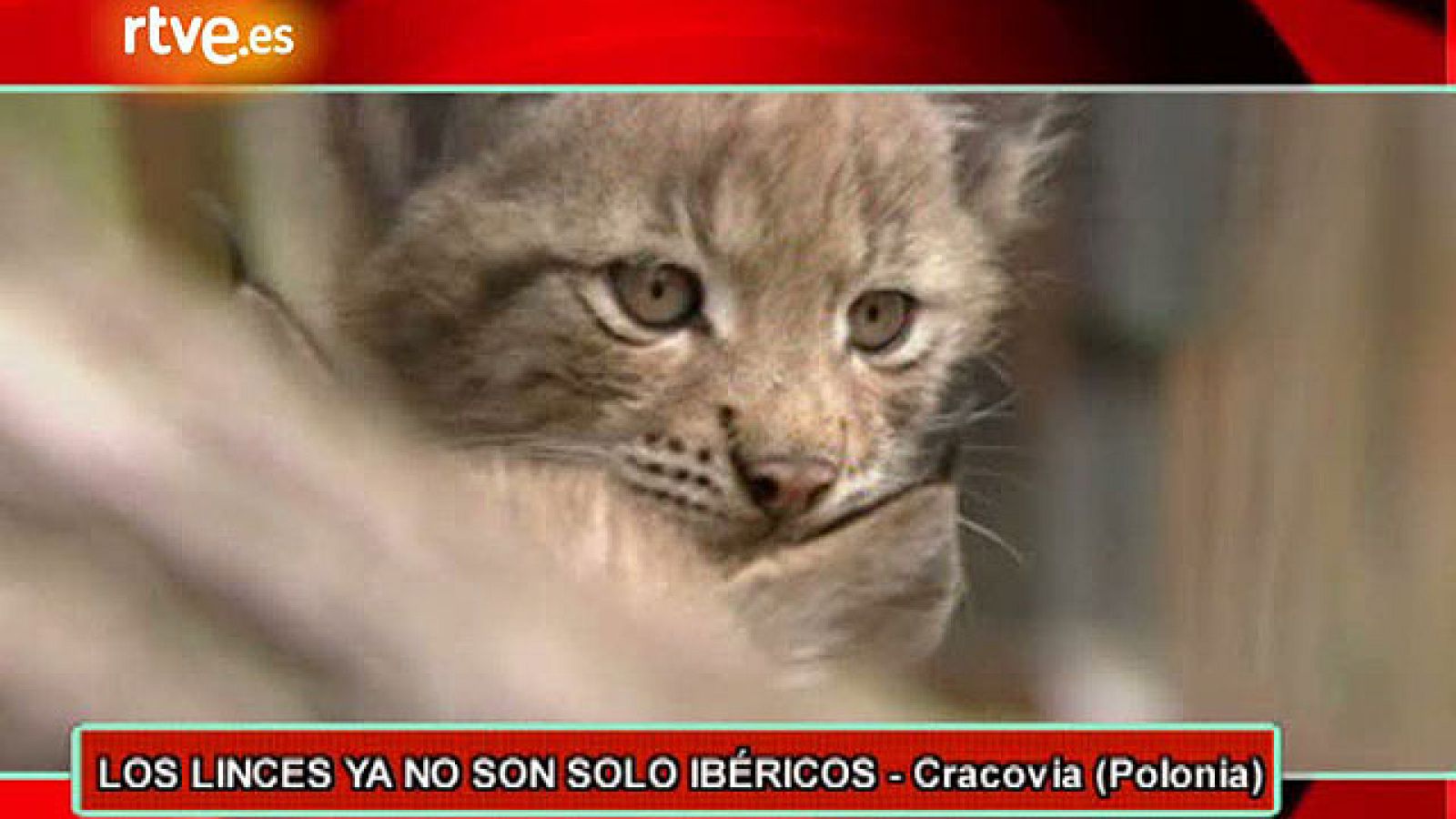 On Off: Linces en Polonia - On Off | Ver