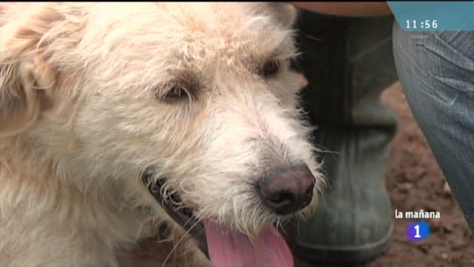 La mañana de La 1 - 27/07/11 - Ver ahora