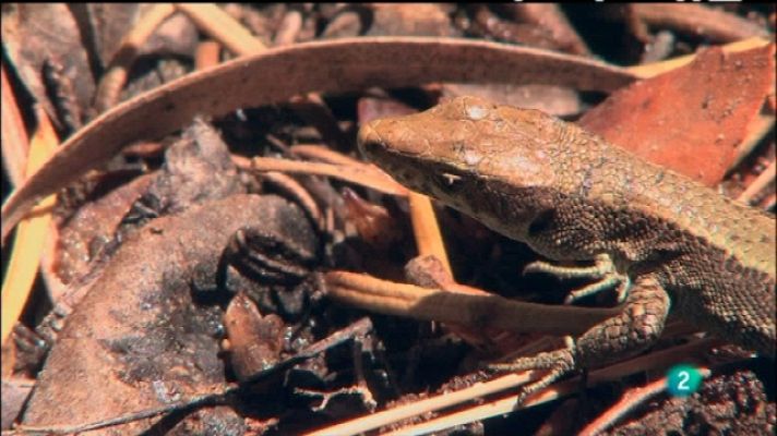 Biodiario - Biodiario - 27/07/11