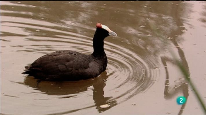 Biodiario - Biodiario