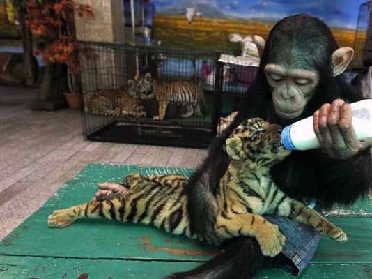 Informativo 24h - Una mamá chimpancé adopta y cría a una camada de tigres