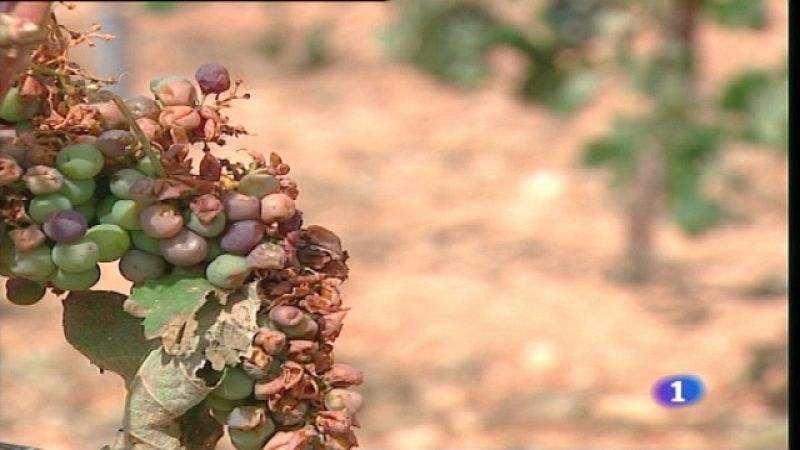 L'Informatiu. Informativo Territorial de la C. Valenciana - 01/08/11 - Ver ahora