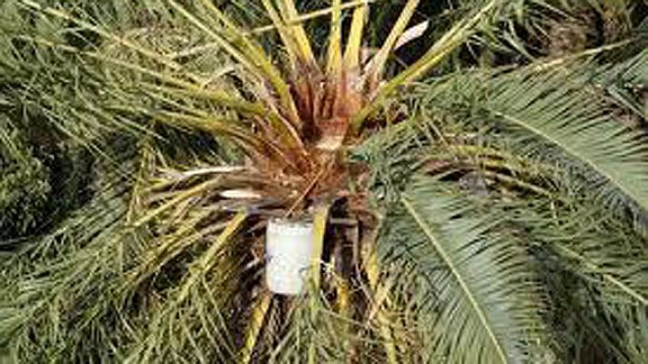 On Off - On Off: Guarapo o miel de palma