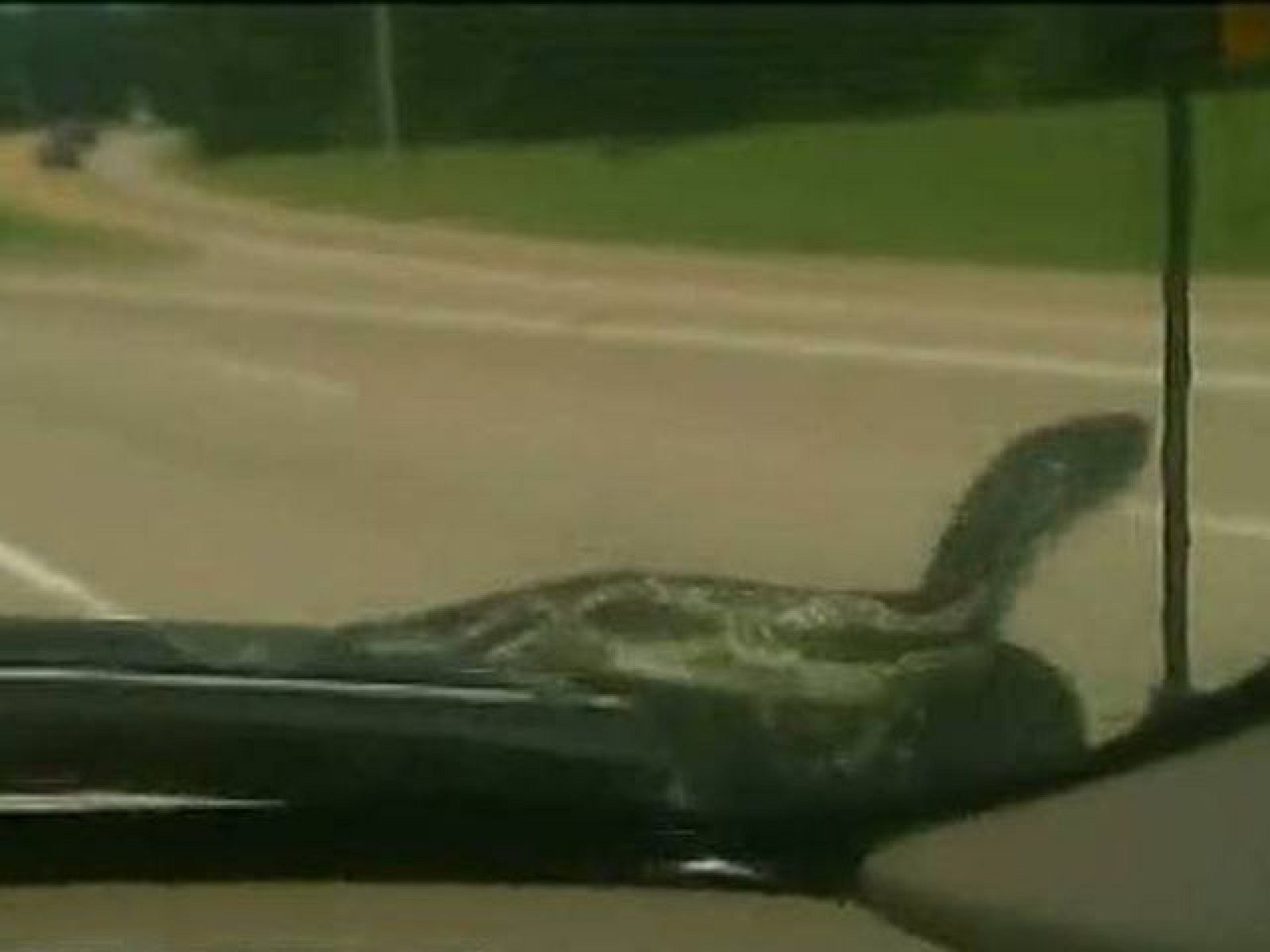 Una serpiente aparece en el parabrisas mientras conducía