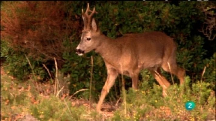 Biodiario - Biodiario - 02/08/11