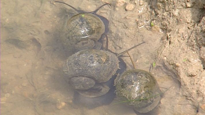 Telediario 1 - El caracol manzana, la gran amenaza