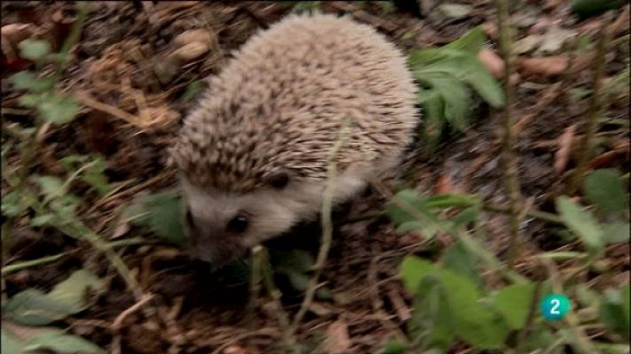 Biodiario - Biodiario - 03/08/11