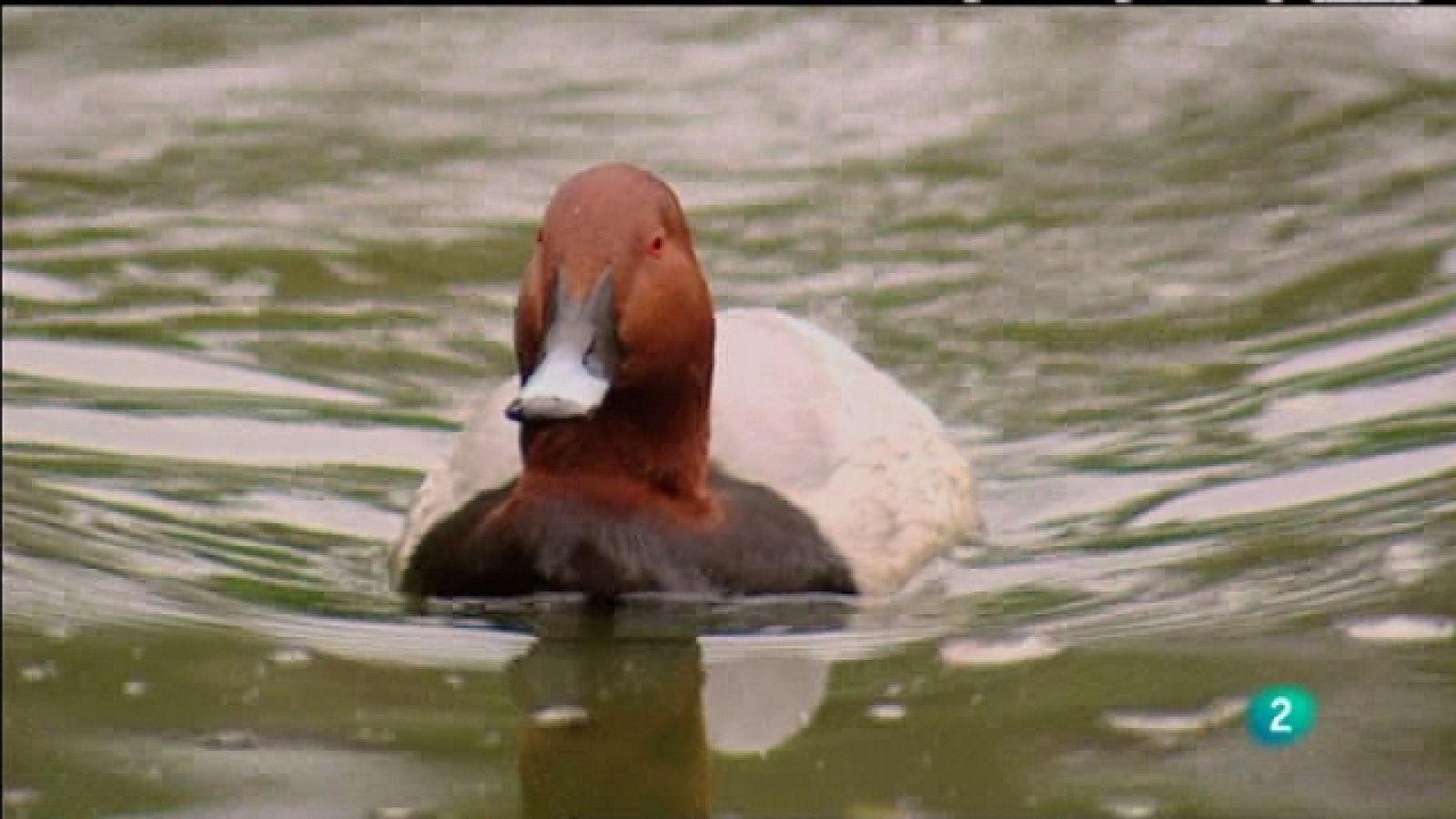 Biodiario - 04/08/11 - Ver ahora