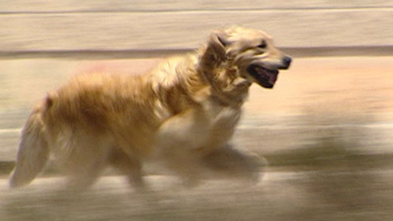 Informe Semanal: Mis Ratos con Charly