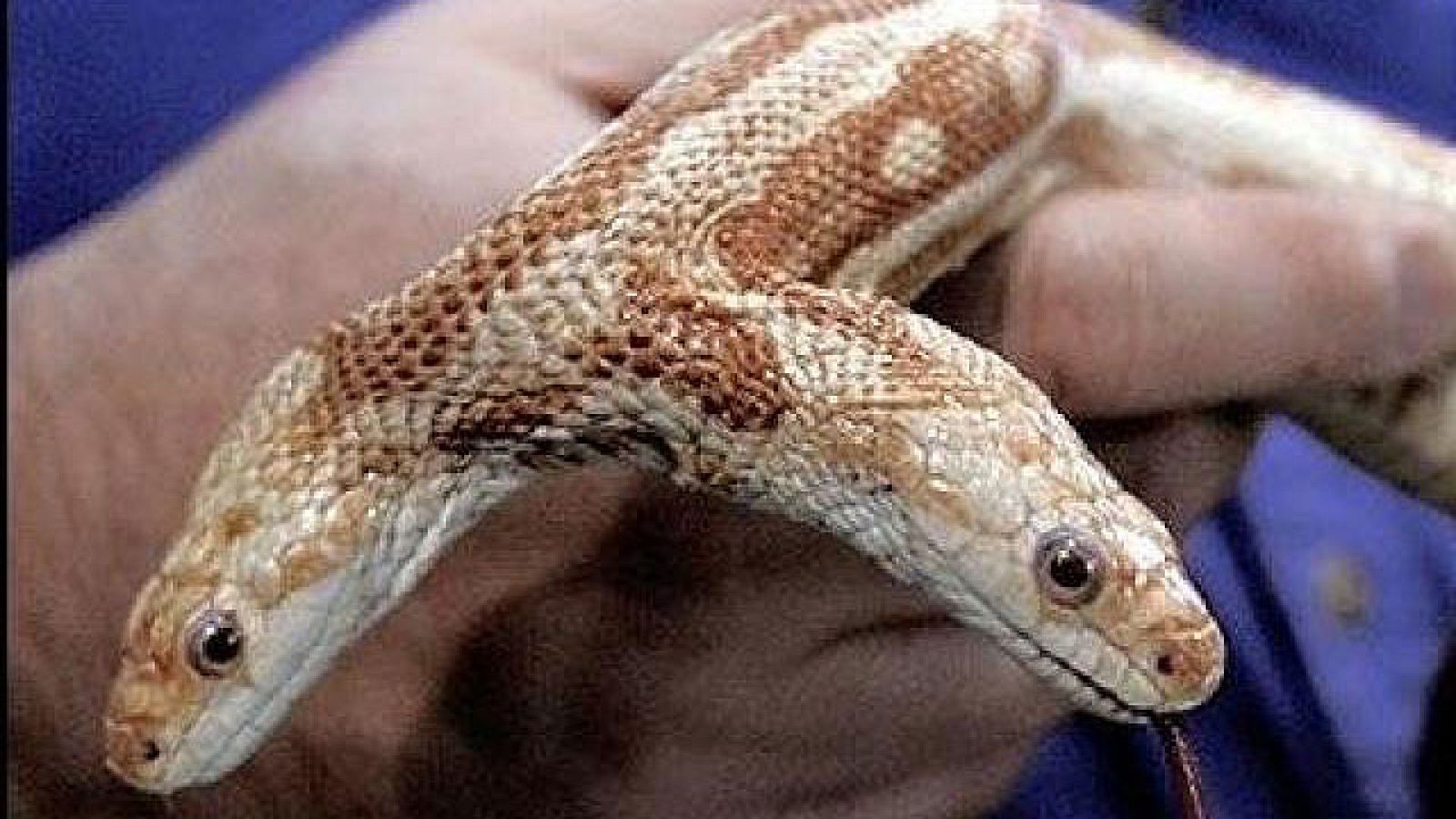 On Off: Única en su especie - On Off | Ver