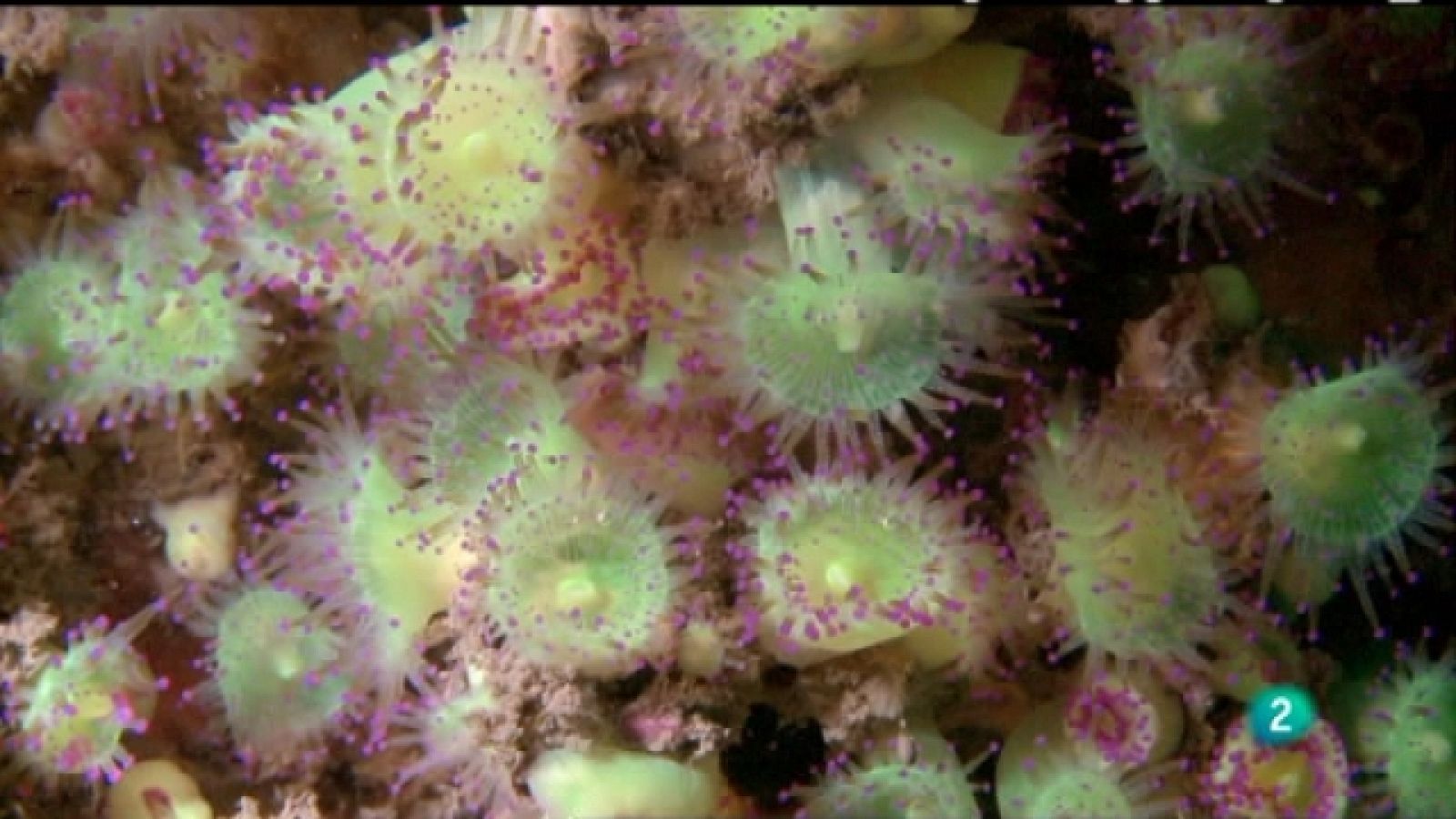 Bajo nuestros mares - Tapices multicolor sumergidos