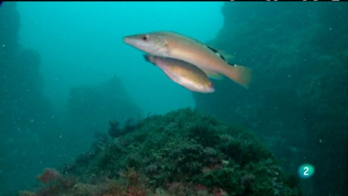 Bajo nuestros mares - Peces curanderos