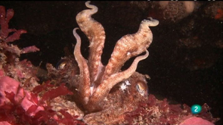 Bajo nuestros mares - Maestros del camuflaje