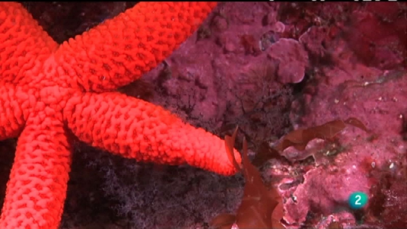 Bajo nuestros mares - Animales ancestrales - Ver ahora