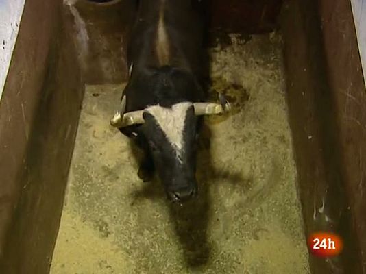 Telediario 1 - Ratón en Canals