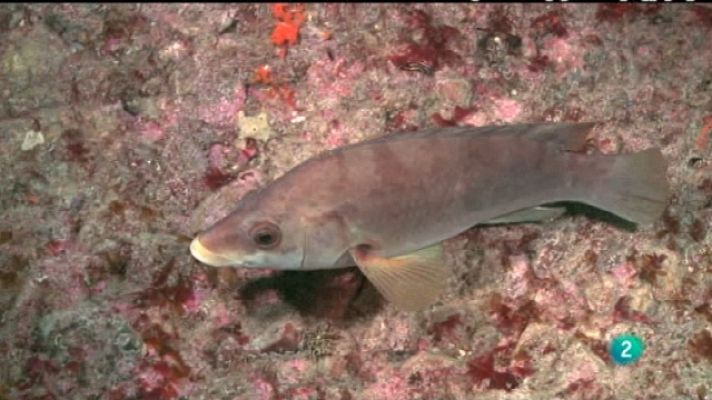 Bajo nuestros mares - Un pez camaleónico
