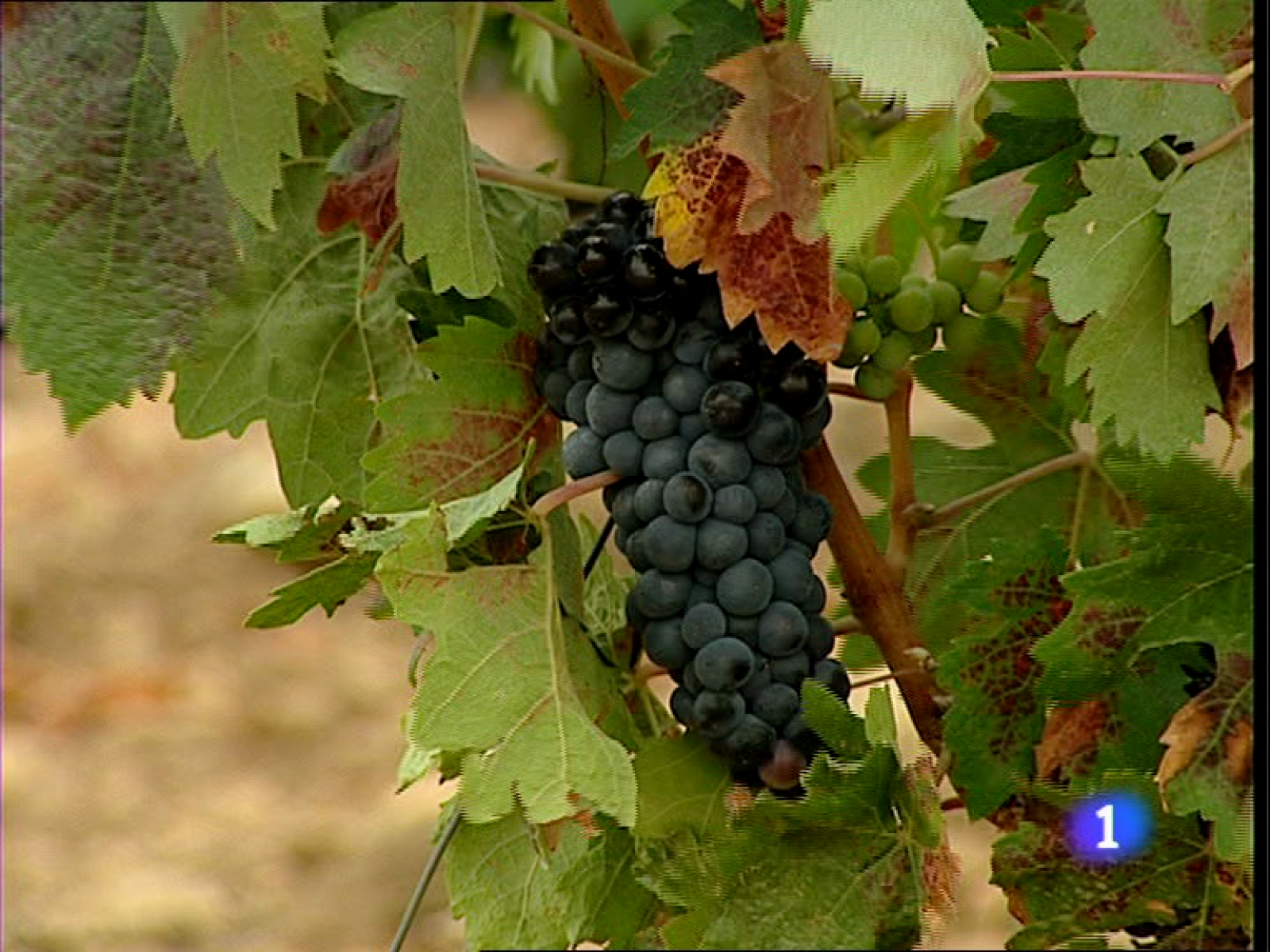 Informativo Telerioja - 18/08/11 | Ver