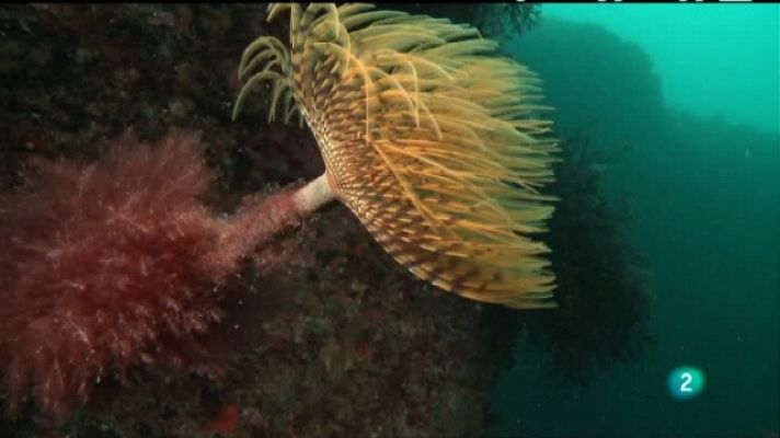 Bajo nuestros mares - Bosques de algas