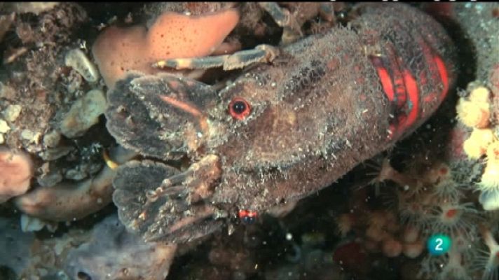 Bajo nuestros mares - Los crustáceos más deseados