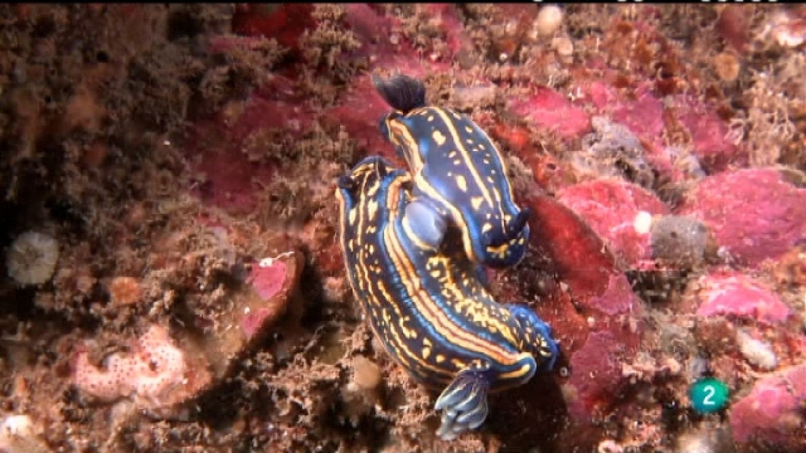 Bajo nuestros mares - El arco iris bajo el mar - Ver ahora