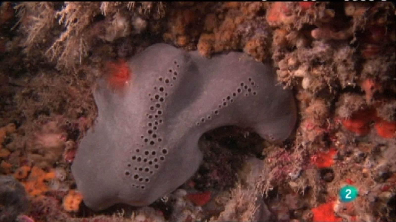 Bajo nuestros mares - La vida sin luz - Ver ahora