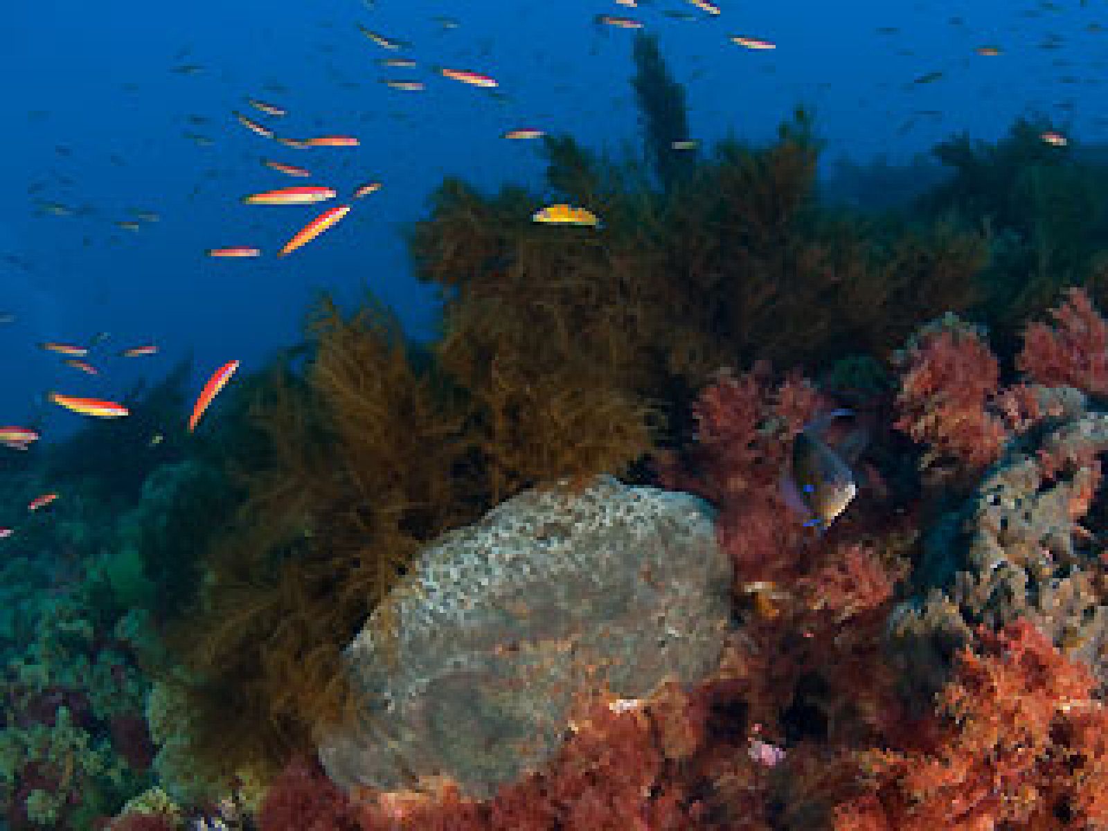 La montaña submarina de Gorringe