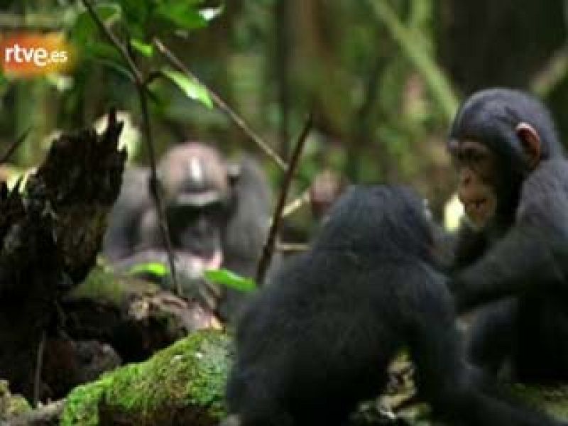 Tráiler de Chimpanzee' | Ver