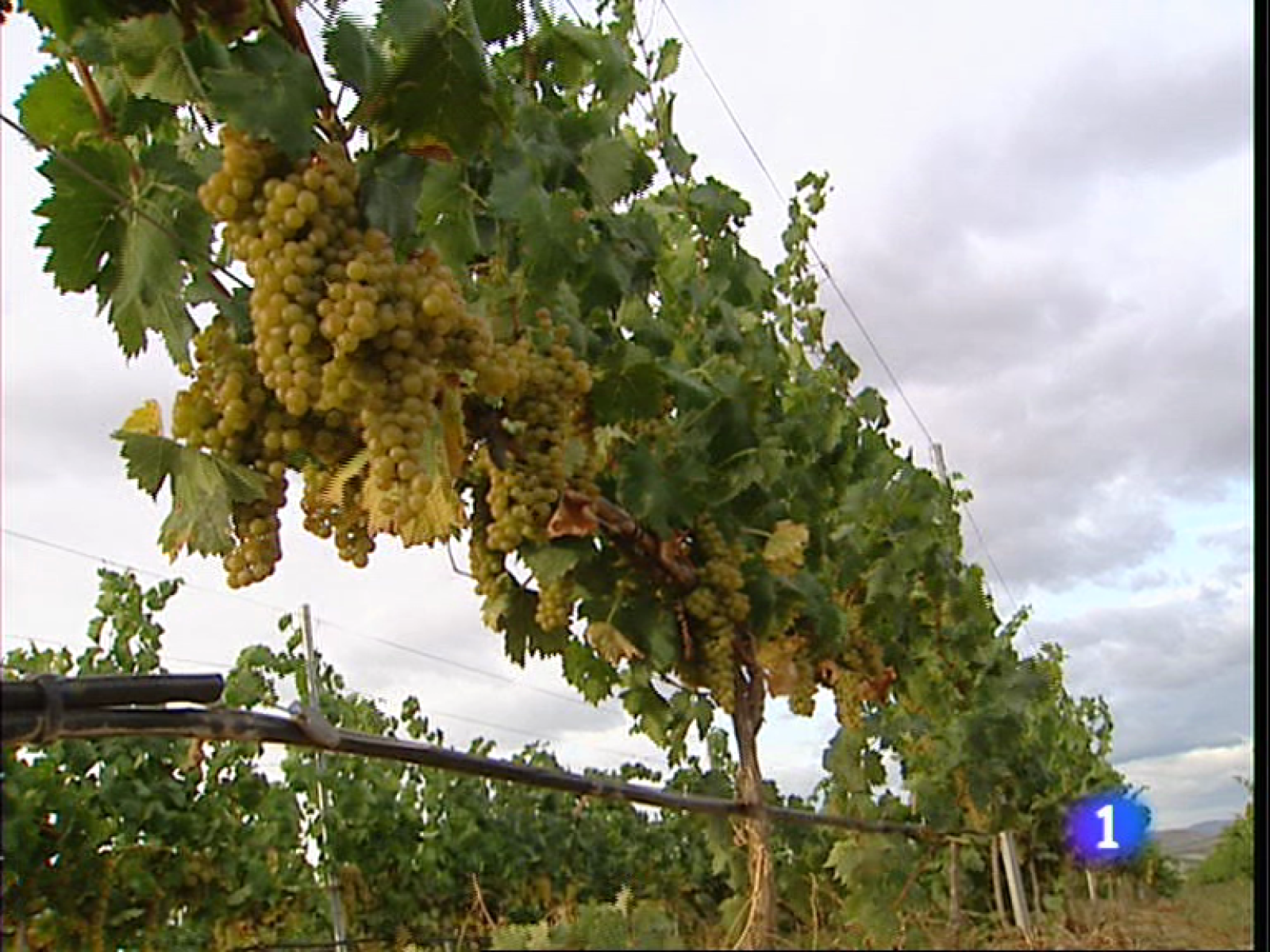 Informativo Telerioja - 26/08/11 | Ver