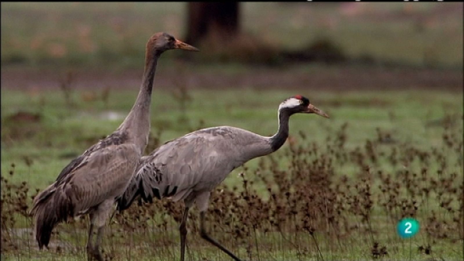 Biodiario - 26/08/11