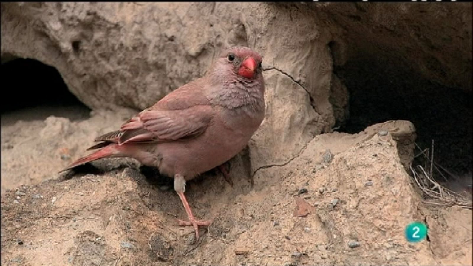 Biodiario - 28/08/11 - Ver ahora