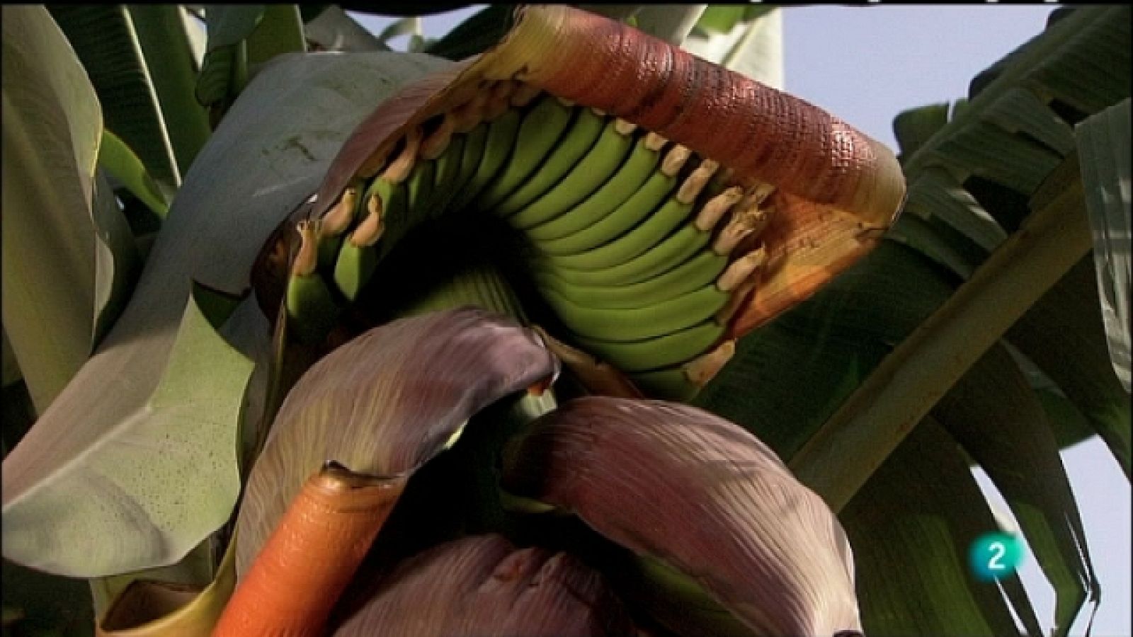 Biodiario - 29/08/11 - Ver ahora