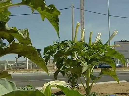 Telediario 1 - Los expertos advierten de un posible efecto imitación en el consumo de estramonio