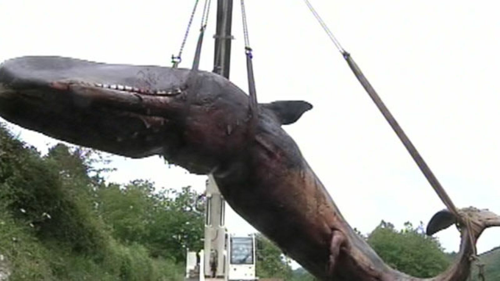Enterrado el cachalote encontrado el viernes en Zarautz