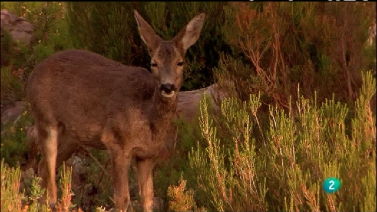 Biodiario - 31/08/11 - Ver ahora