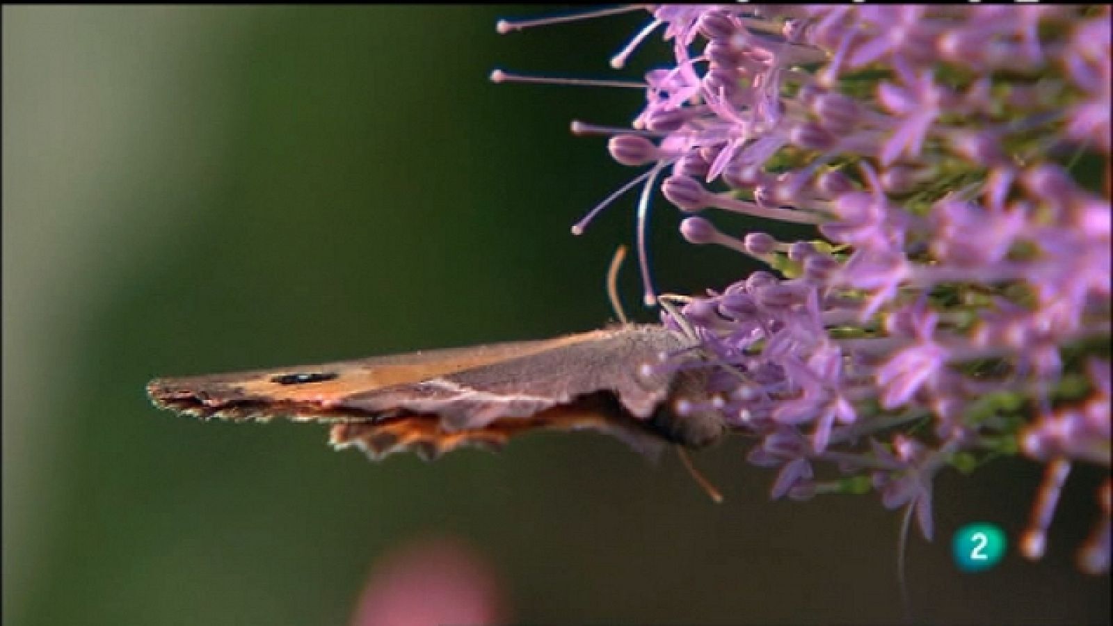 Biodiario - 02/09/11 - Ver ahora