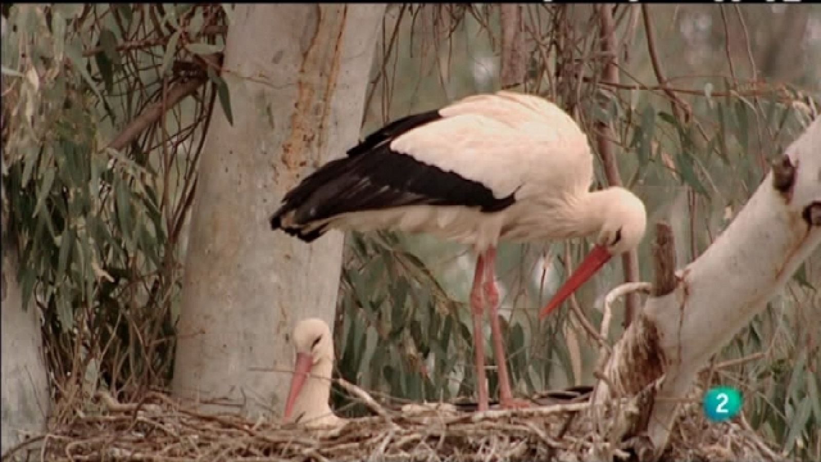 Biodiario - 03/09/11 - Ver ahora