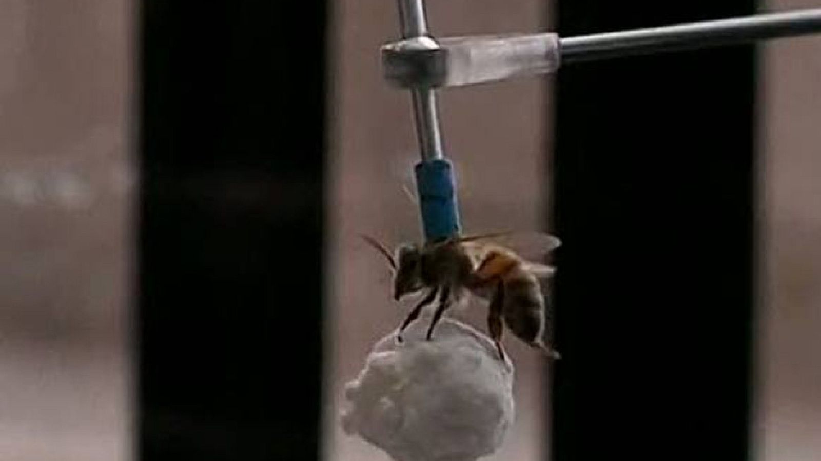 Colmenas en pleno centro de las ciudades - Informativo 24h | Ver