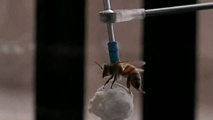 Informativo 24h - Colmenas en pleno centro de las ciudades