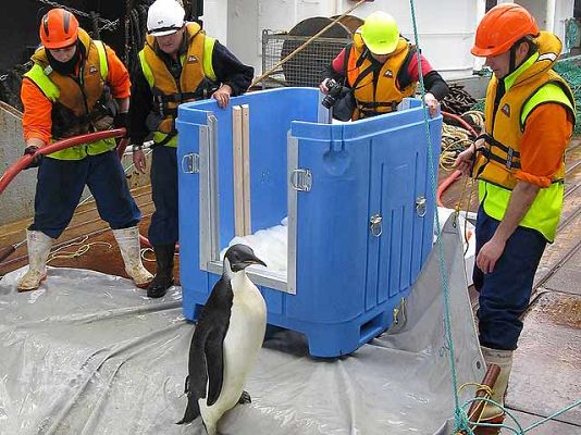 Ciencia y tecnología en Rtve.es - 'Happy Feet', el pingüino perdido en Nueva Zelanda, vuelve al mar