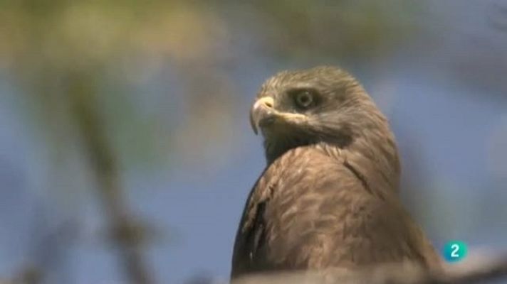 Biodiario - Biodiario - 05/09/11