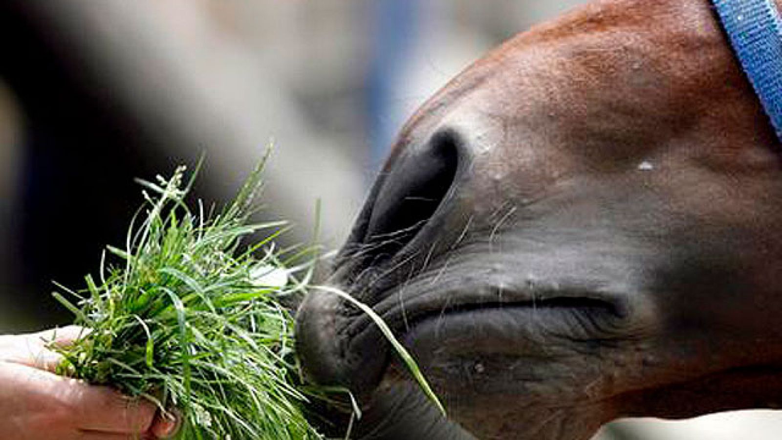 On Off: A caballo regalado... - On Off | Ver