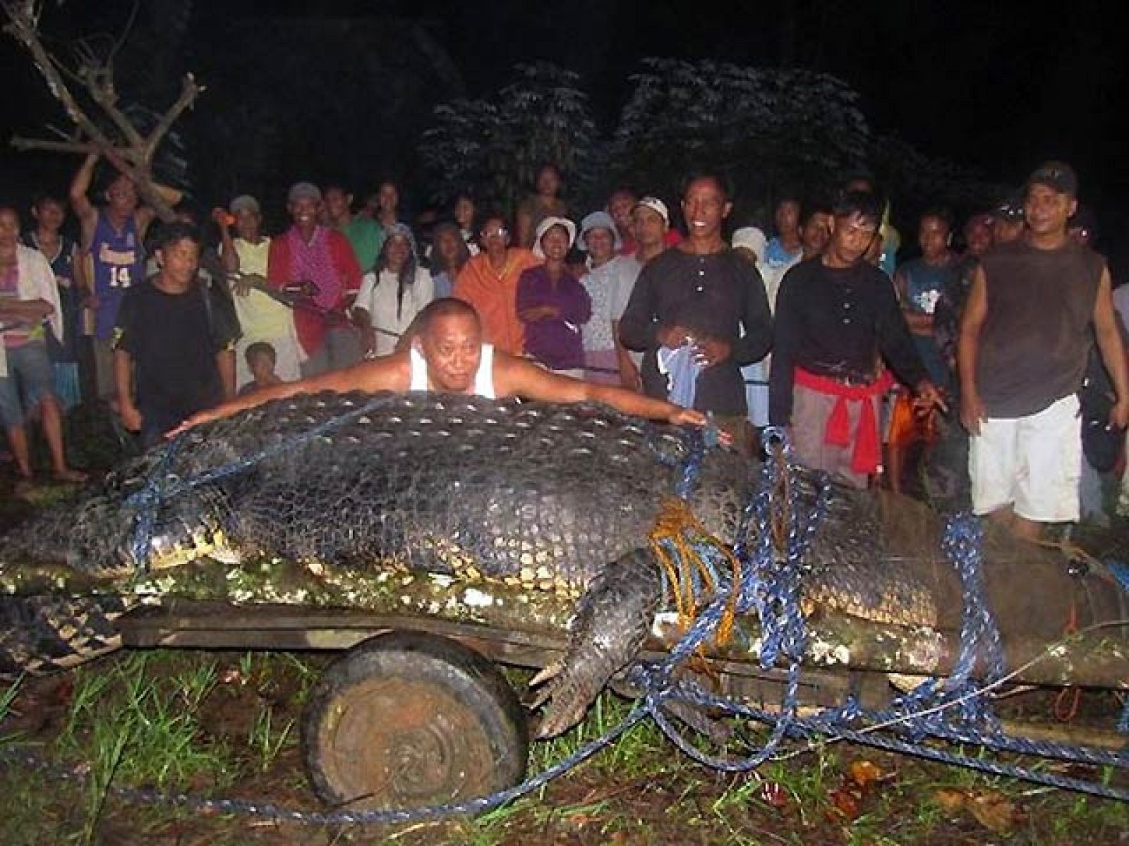 Capturan un cocodrilo gigante de una tonelada de peso y seis metros de largo