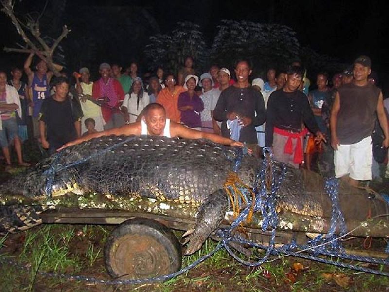 Capturan un cocodrilo gigante de una tonelada de peso y seis metros de largo