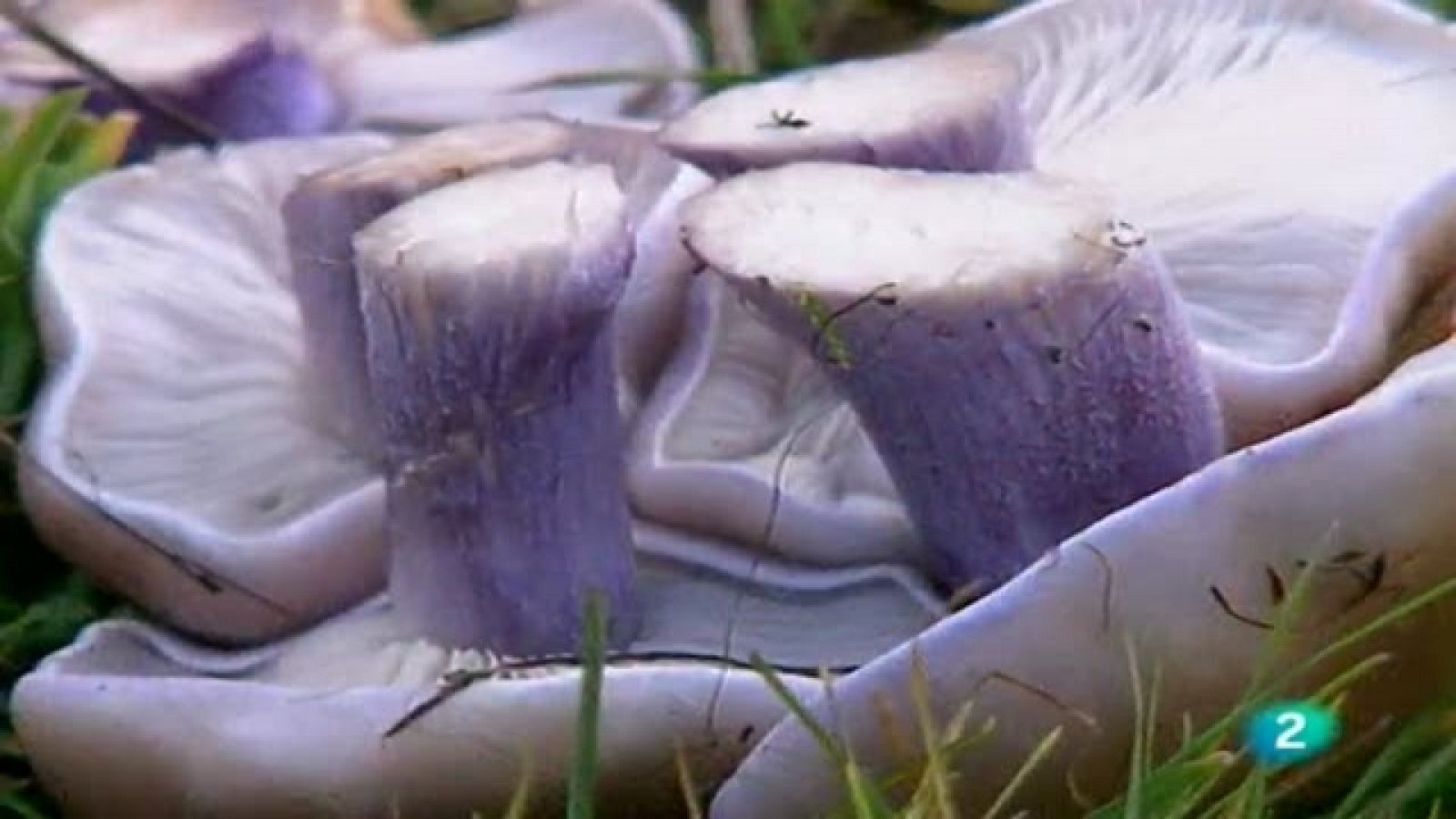 A pedir de boca - Setas de otoño - Ver ahora